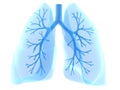 Lung and bronchi Royalty Free Stock Photo