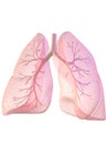 Lung and bronchi