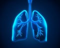Lung and Bronchi Royalty Free Stock Photo