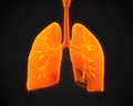 Lung and Bronchi