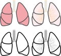 Lung cross-sectional view