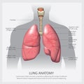 Lung with Detail