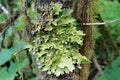 Lung Lichen - Lobaria pulmonaria