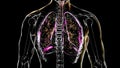 Human lungs affected by miliary tuberculosis, animation