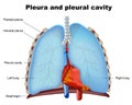 Lung pleura and pleural cavity medical illustration on white background