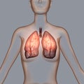 Lung