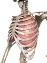 Lung and thorax Royalty Free Stock Photo