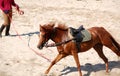 Lunging the horse Royalty Free Stock Photo