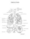 Lungs and Alveoli
