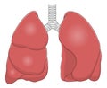 Lungs