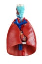 Lungs anatomy Royalty Free Stock Photo