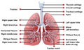 Lungs anatomy Royalty Free Stock Photo