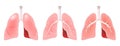 Lungs anatomy. Cross section of lungs with trachea and larynx, to bronchi