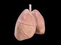 Lungs Anatomy, Human Respiratory System, pneumonia, coronavirus, covid-19, Autopsy medical concept. Cancer and smoking problem.