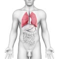 Lungs Anatomy of the Male Respiratory system