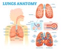Lungs anatomy medical vector illustration diagram set with lung lobes, bronchi and alveoli. Educational information poster. Royalty Free Stock Photo