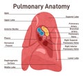 Lungs anatomy. Respiratory system main organ structure. Anatomy of human Royalty Free Stock Photo