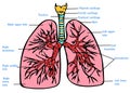 Lungs anatomy scheme