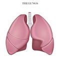 Lungs anatomy Royalty Free Stock Photo