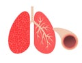 Lungs and bronchi.Bronchial tube.Vector illustration. Royalty Free Stock Photo