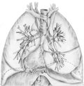 Lungs and Bronchial System