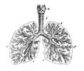 The lungs closer view in the old book The Human Body, by K. Bock, 1870, St. Petersburg