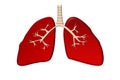 Lungs design flat style cross section Royalty Free Stock Photo