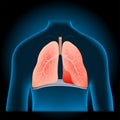 Lungs and diaphragm into x-ray blue realistic torso Royalty Free Stock Photo