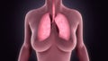 Lungs