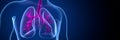 3d render of human lungs respiration system Royalty Free Stock Photo