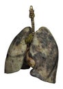 Lungs of Female Smokers Royalty Free Stock Photo