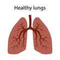 Lungs of a healthy person.