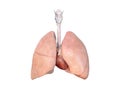 Lungs and heart anatomy, 3d rendered medically illustration, science background
