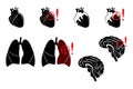 Lungs,heart and brain Royalty Free Stock Photo
