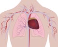 Lungs and Heart cardio system in a human body Royalty Free Stock Photo