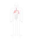 Lungs Human anatomy. Gastrointestinal tract Internal organs. Systems of man body and organs. medical systems. vector illustration Royalty Free Stock Photo