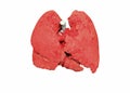 Lungs Human anatomy illustration 3D