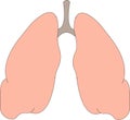 Lungs human element vector artwork Royalty Free Stock Photo