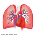 Lungs and human heart illustration anatomy. Royalty Free Stock Photo