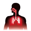 Lungs and human respiration.