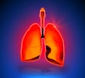 Lungs - Internal organs