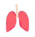 Lungs. Isolated human organ. Medicine and Health