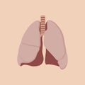 Lungs isolated with orange background