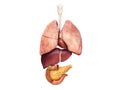 Lungs, Liver, pancreas, gallbladder, heart, Section view of a human body with inner organs. Medical info graphics on white