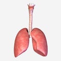 Lungs