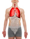 Lungs Male - Internal Organs Anatomy - 3D illustration