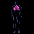 Humans have two lungs, a right lung, and a left lung. They are situated within the thoracic cavity of the chest