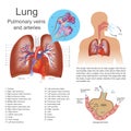 The lungs.