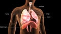 3d illustration of human body lungs anatomy