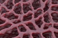 Lung tissue â isometric view 3d illustration